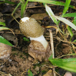 竹荪短帽500g饭店火锅煲汤竹笙竹菌四川高山青川农家新鲜干货菌菇