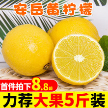 新鲜四川安岳柠檬5斤当季水果包邮6皮薄小青香水鲜黄柠檬整箱包邮