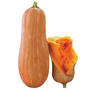 �����۱��ϹϷN�ӳ�������۱����Ϲ�����߮a���A�\�ļ��߲˷N��