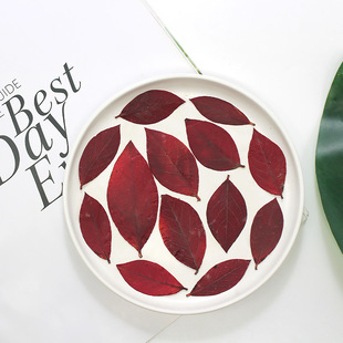 blueberry leaf dry leaf plant specimen sticker dried flower embossed drop glue photo frame bookmark diy handmade decoration material
