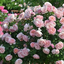 Сͥ@ˇͥԺBܾGֲ֬rBoָ