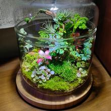 ✅网纹草小叶薜荔蕨类微景观水陆缸水培苔藓生态瓶装饰绿植土培DI