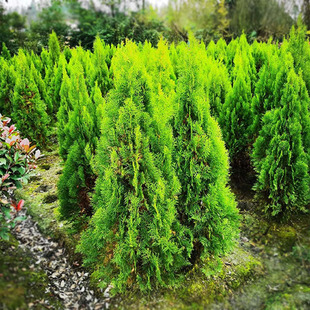 ����� �S�^�� �ɰ� �Ȱؘ��� ��� �A�� ������ ����·�е�����