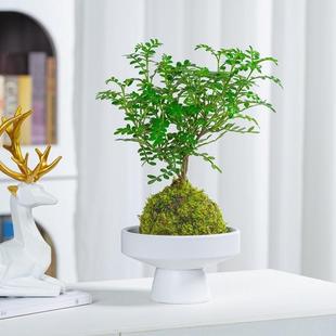 Hydroponic Plants, Moss Balls, Fragrant Wood Bonsai, Indoor Mosquito Repellent Bamboo, Rich Bamboo, Water-Grown Green Plants, Potted Plants, Evergreen All Year Round