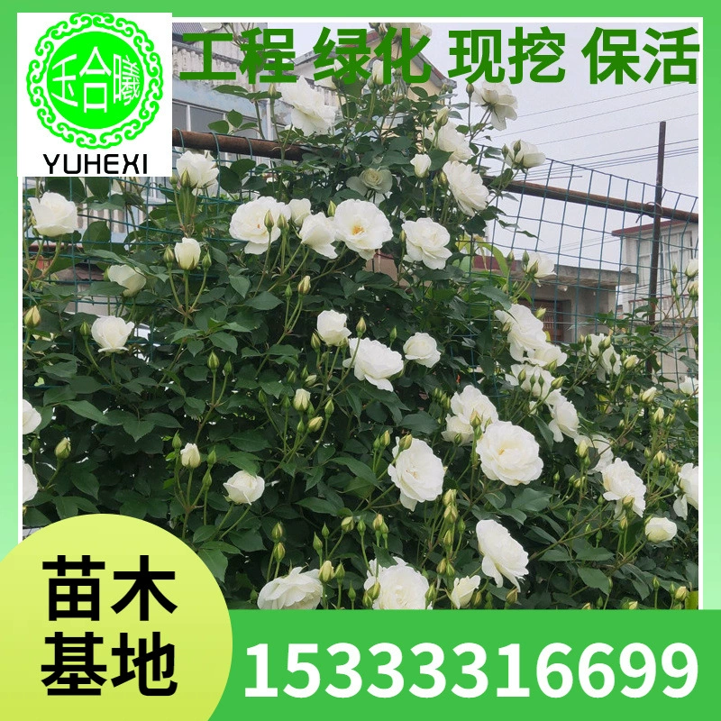 Белый ледяной куст розы виноградной имеет длительный период цветения и цветет в разных сезонах. Садовая арка из роз, забор, стена, многоветвистая роза.