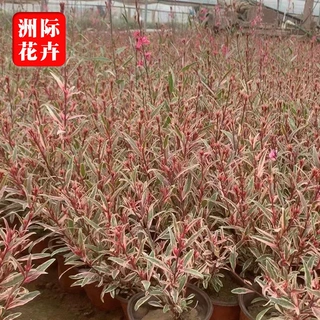 紫叶山桃草营养杯小苗 四季开花易活庭院地栽造景宿根花卉