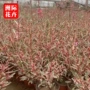 四季地栽庭院开花营养杯