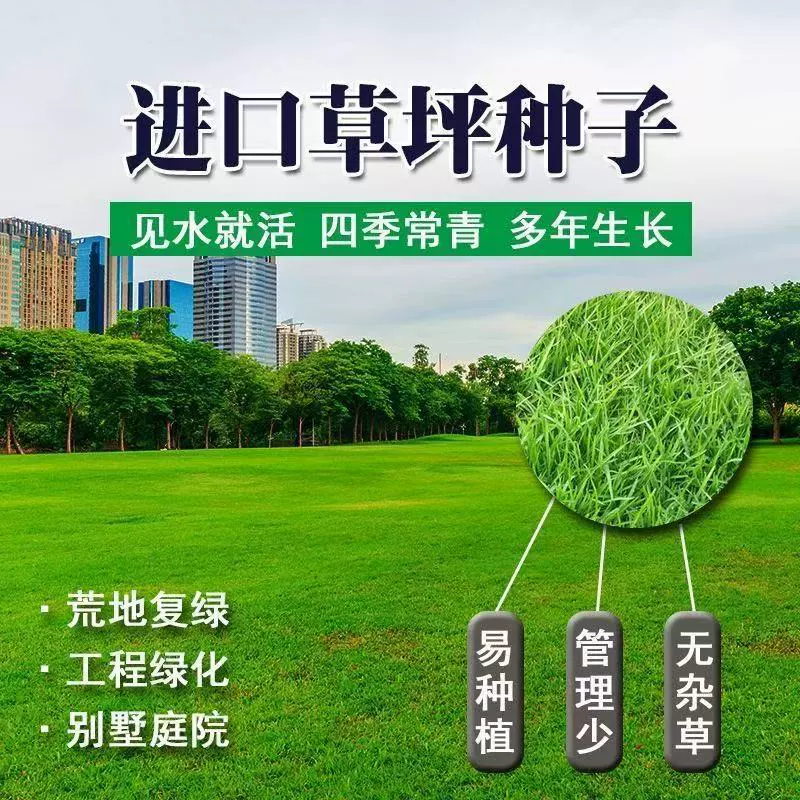 Семена травы, семена раннеспелого газона, семена четырехсезонной газонной травы, устойчивый к подтаптыванию двор, морозостойкий ковер без обрезки.
