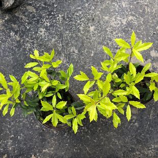 �S���۹����� �M�~���� �������� �ɶ��@�־G��������ľ �ر�ֲ��