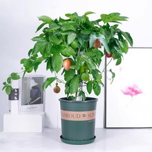 �������������Ԙ����Ϸ�����ͥԺ�S��ˮ����Nֲ���ļ��Y�����B