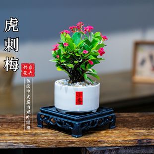 �F���Ļ���÷΢С�������Բ茙�Gֲ�����_���ÿ�
