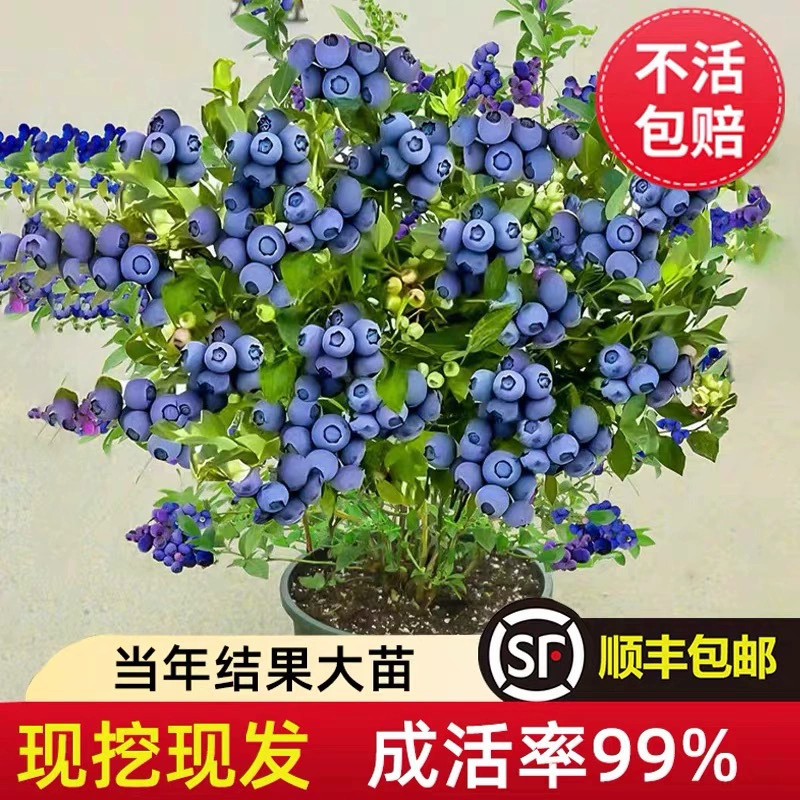 Саженцы черники для посадки в северных и южных регионах, включая плодовые деревья с почвой, горшечные корзины для фруктов и маленькие саженцы черники для гостиной, Blue Beauty № 1.