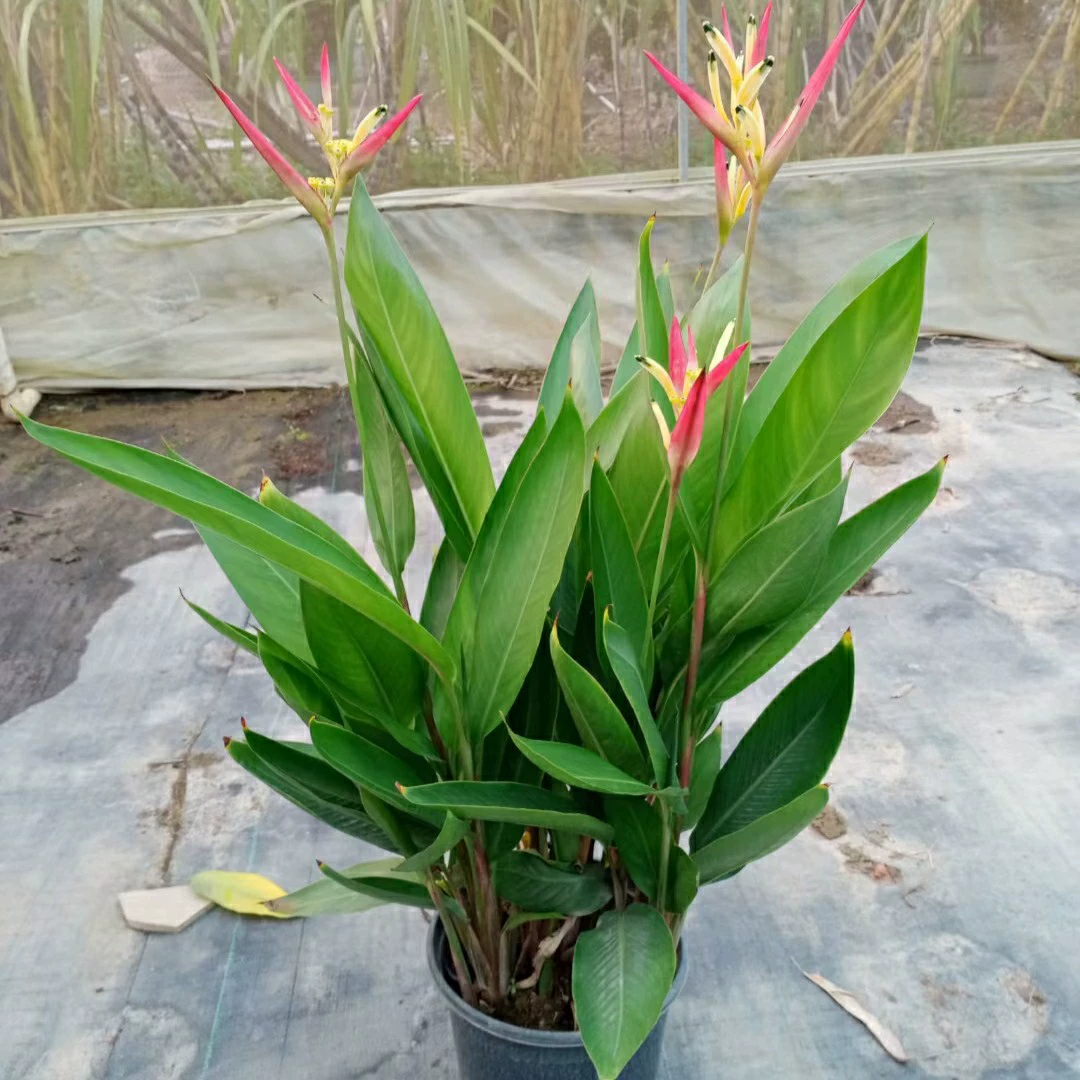 2302 база поставляет порошок лилии птицы бананы 50-80 см