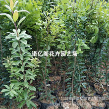 ɾӖ|÷̿|ش޽ӹϱNֲY