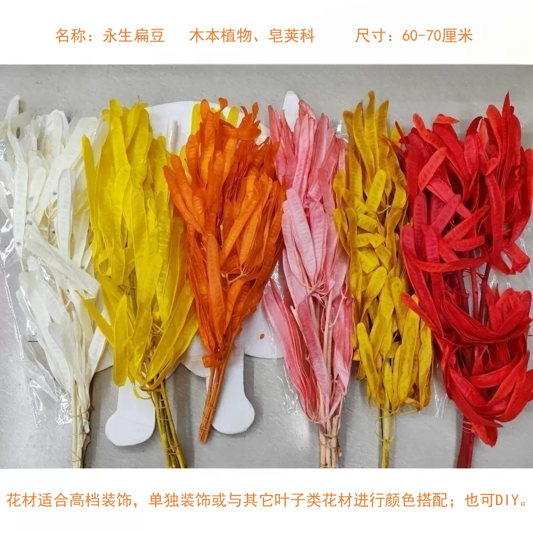 彩色永生花金刚扁豆树叶厂家批发家居装饰摆件标本