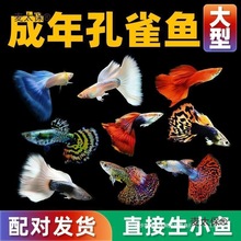 ��ȸ�~��ˮ��ˮ���B�ͻ����B���R�~���Pβ�Ꭷ�^�p�~���wС��̫��