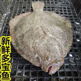 海鲜鲜活 新鲜多宝鱼 新鲜菱鲆鱼海捕多宝鱼海鲜鱼类半斤左右每条