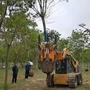 园林自动移栽挖掘挖树机