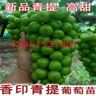 葡萄树苖新品香印青提葡萄苗无籽耐寒葡萄树苗北南方种植果树果苗