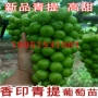 南方种植无籽新品葡萄苗