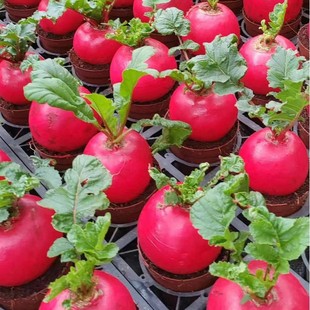 �ò��^�t�����}���N�ӼtɫƤ���ˮ���}���N���̨�����ļ��Nֲ