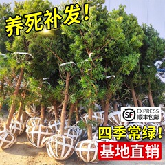 羅漢松の苗木の本格的な米の葉のそばかすの大きい木の庭の鉢植えの苗木の形の盆栽の貴重な緑化の苗