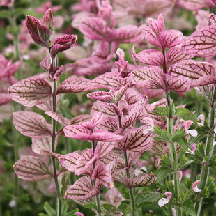 Blue Flower Sage Seeds Are Easy to Grow in All Seasons, Outdoor Courtyard Balcony Easy-To-Live Flower Seeds, Landscape Flower Sea Red Ehu Seeds