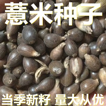 ޲���׷N��  250-500��ɢ�b �a��ֱ�� �������� ʳ������s�Z�N��