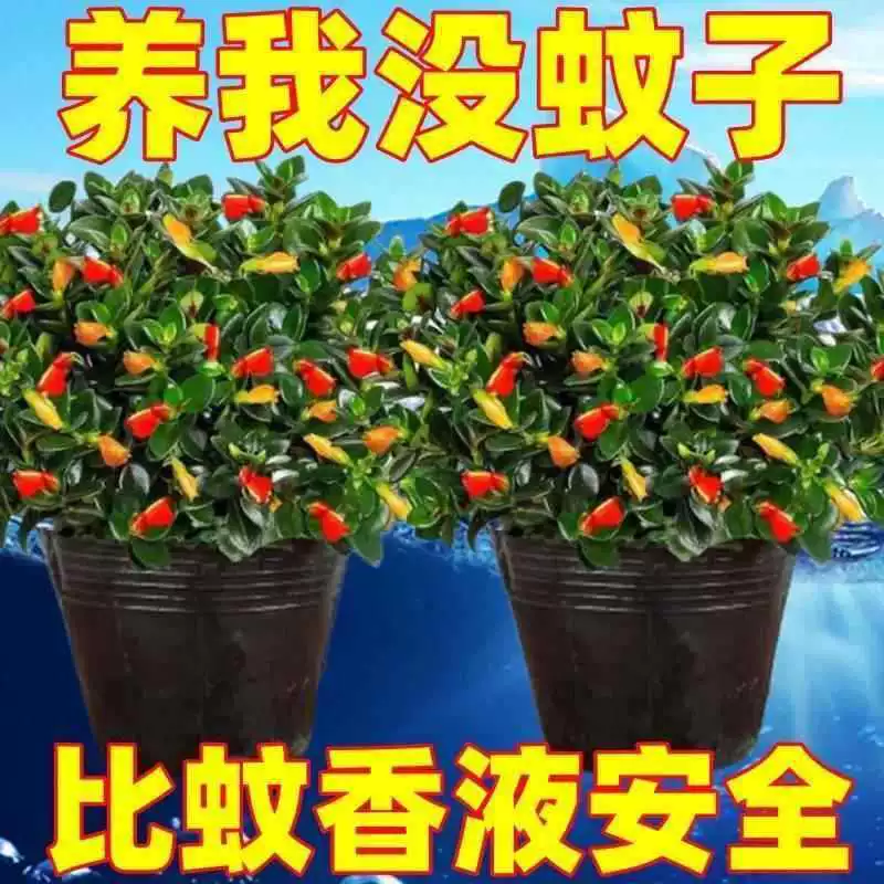 [Средство от комаров] Цветок золотой рыбки Хлорофитум - холодостойкое и термостойкое растение, цветы для гостиной поглощают формальдегид, легко выращиваются и живут, зеленые растения в горшках.