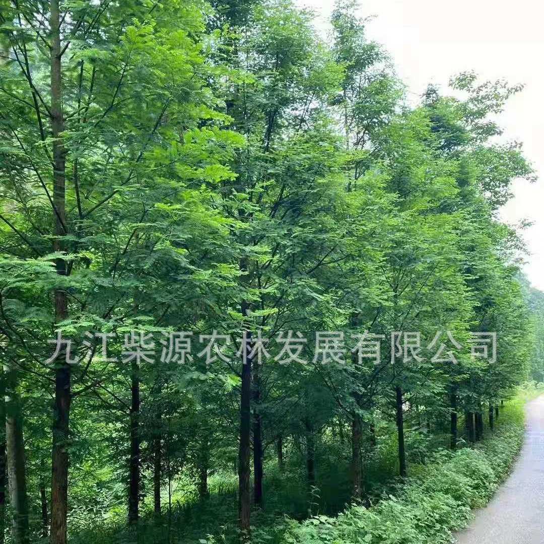 [Где купить] Metasequoia 12cm саженцы Nanchang Metasequoia 4cm Metasequoia 35cm Metasequoia 25