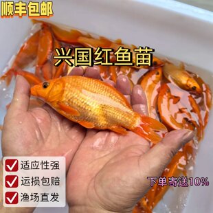 ��S���]�t���~���d���t�Bֳ�^�p��Ʒ�N�ɰ��t���~�m���ԏ�