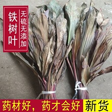 包邮红铁树叶 朱蕉叶 铁树叶 朱竹叶 铁连草 红叶铁真货好货