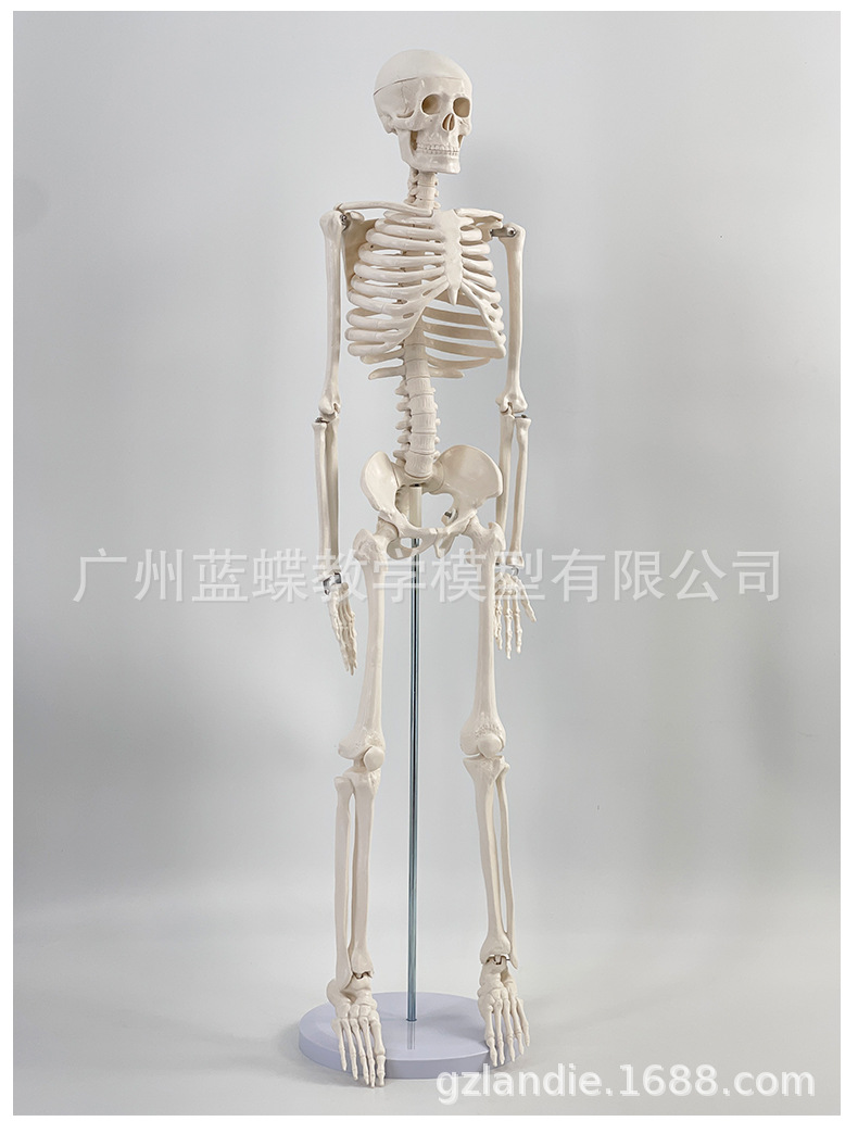 详情1 (8)