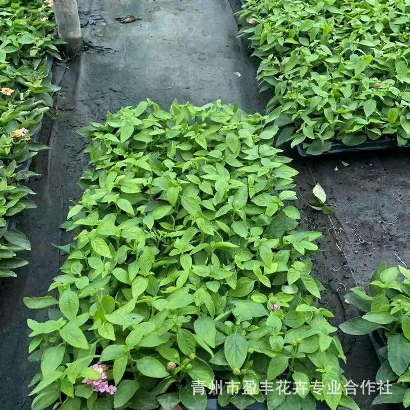 Оптовая продажа пятицветных баз для сливы, собственного производства и продажи, полный ассортимент для ландшафтного дизайна и озеленения, саженцы для ландшафтных работ.