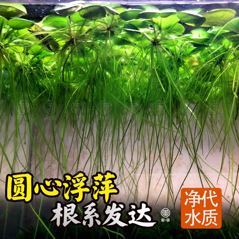 圆心萍浮萍水草蜈蚣草绿菊一叶莲竹节草铜钱草菖蒲水竹龟虾鱼缸花
