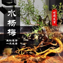 水杨梅水团花鱼缸造景装饰盆栽景阴性植物水草土培水培绿植易活