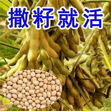 ���lǧ�ﶹ�S���N������߮a�S���N���r���ԷN�ش�󶹷N�ѿ���