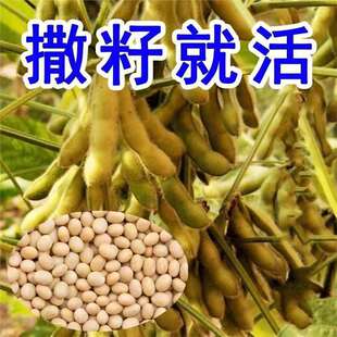 ���lǧ�ﶹ�S���N������߮a�S���N���r���ԷN�ش�󶹷N�ѿ���
