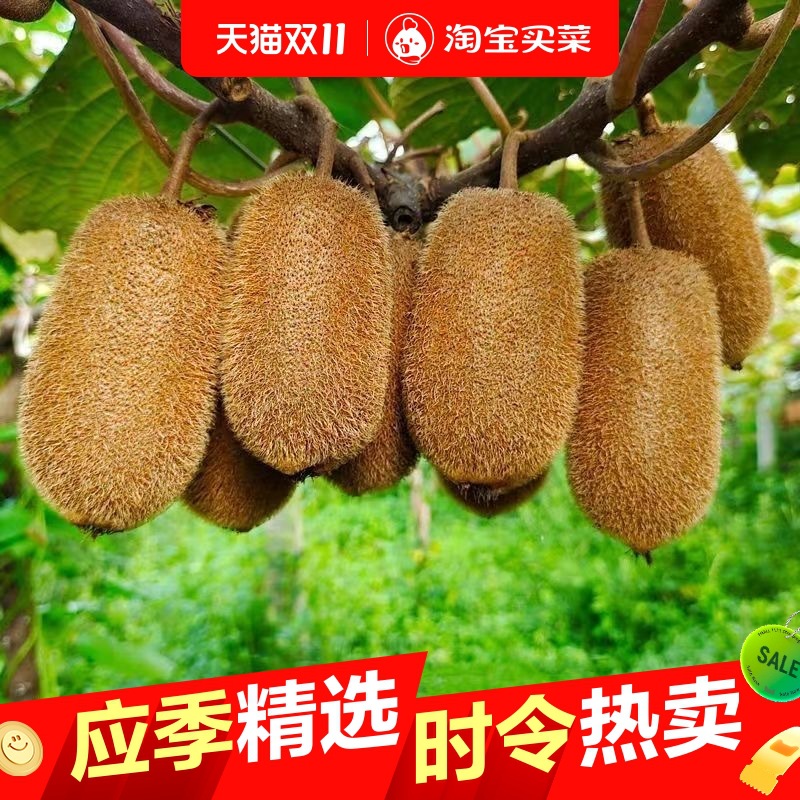 贵州修文猕猴桃 贵长猕猴桃 绿心奇异果 高维C应季新鲜水果特级