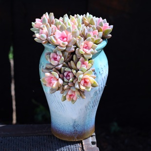 ����ֲ���F�҃���ϰl�����k�����^ֲ��G����Ⱥ���k���ҷ�ɫ����