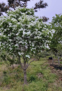 Dropshipping Tassel Saplings White Tassel Flower Saplings Potted Courtyard Ground Planting All Year Round Landscape Greening Seedlings Oil Roots