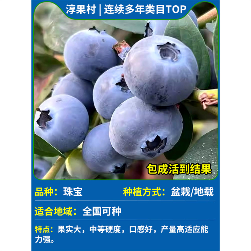 [즉각적인 결과] 보석의 높이는 30-50cm입니다(운남의 고품질 과일은 풍부합니다) # 원래 토종