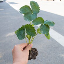 批发四季草莓苗奶油地栽盆栽食用秧苗牛奶特大棚露天阳台种植当年