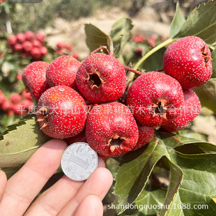 �������l�����ɽ高��� ɽ��t ������ �޽��ͺ������ɽ���