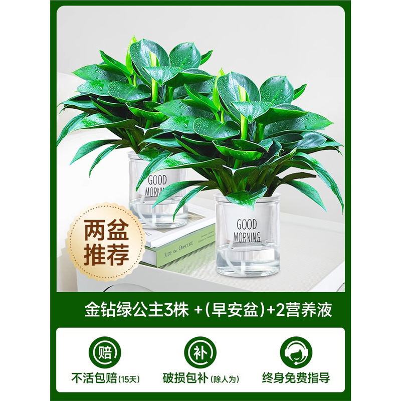 [화분 2개 권장] 골든 다이아몬드 3개 + (굿모닝 화분) + 영양액 2개
