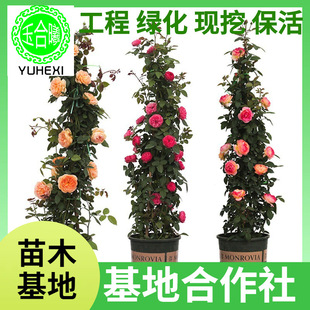 Large Seedlings of Climbing Rose Vines, Rose Arches, Villa Courtyard Flower Plants, Multi-Flowered Rose Seedlings, Dragon Sand Gemstone