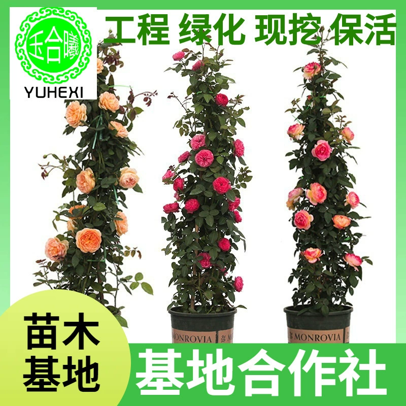 Большие рассады вьющихся роз, розовых арок, цветочных растений во дворе виллы, многокоробковых розовых рассад, Dragon Sand Gemstone