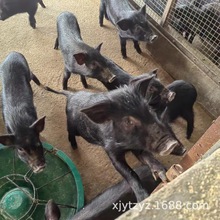 藏香猪活体猪苗 纯种长不大的藏香猪 放养型跑山猪吃草长肉的猪