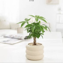 lֲؔ҃ȿ͏dBkˮGֲС辰СԻl