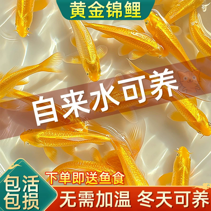 Живая рыба золотой кои, живая рыба золотая рыбка, легко разводить, рыба для холодной воды, икра, маленькая золотая рыбка, декоративная рыба